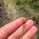 Rhynchospora fusca Hoja