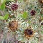 Carlina vulgaris 花