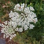 Daucus carotaCvet