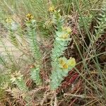 Euphorbia paralias Habitat