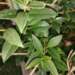 Osmanthus fragrans List