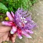 Passiflora quadrangularis Blüte