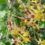 Ribes aureum Flower