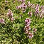 Thymus serpyllumFlower