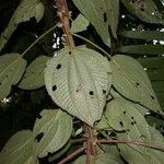 Miconia neoepiphyitca Egyéb