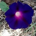 Ipomoea purpurea Flor
