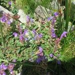 Scutellaria alpina Blüte