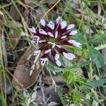 Trifolium willdenovii Flors
