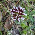 Trifolium willdenovii Flower