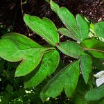 Paeonia rockii Folha