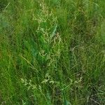 Rumex thyrsiflorus Habit