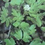 Adoxa moschatellina Hàbitat