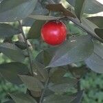 Ruscus aculeatus फल