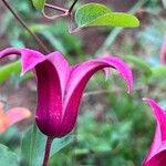 Clematis texensis Flower