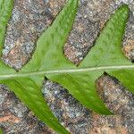 Polypodium californicum Hoja