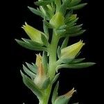 Echeveria platyphylla Corteza