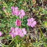 Dianthus haematocalyx