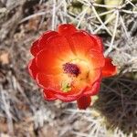 Echinocereus triglochidiatus Blomma