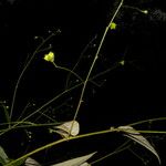 Wissadula periplocifolia