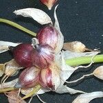 Allium roseum Habit