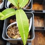 Quercus myrsinifolia Blatt