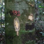 Celtis mildbraedii Bark