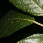 Ficus brevibracteata Hoja