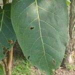 Solanum betaceum Folha