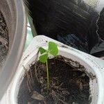 Marsilea quadrifolia Likasa