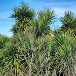 Yucca aloifolia Hábitos