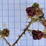 Rubus vestitus Frucht