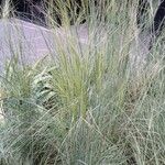 Stipa capillata عادت داشتن