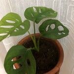 Monstera adansonii 葉