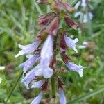 Salvia lyrata Flors