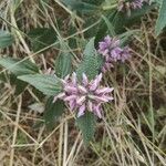 Phlomis herba-venti Λουλούδι