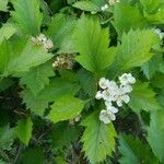 Sorbus latifolia Листок