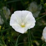 Calystegia longipes Кветка