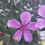 Tibouchina granulosa花