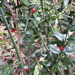 Ruscus aculeatusФрукт