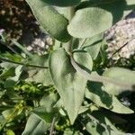 Cynoglossum creticum ഇല