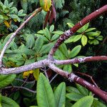 Rhododendron simsii Bark