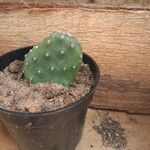 Opuntia triacanthos List