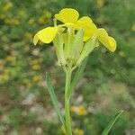 Erysimum pseudorhaeticum Цвят