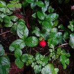 Potentilla indica عادت داشتن