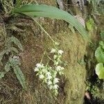 Polystachya cultriformis Цвят