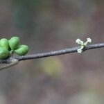 Pleiocarpa pycnantha Fruit
