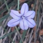 Aphyllanthes monspeliensis Blomma