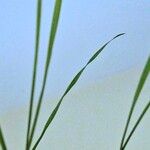 Bromus sterilis Blad