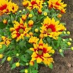 Chrysanthemum indicum 整株植物