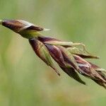 Carex ferruginea Fruit